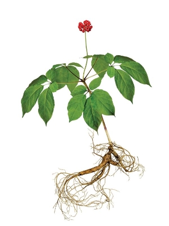 Picture for blog post Nghiên cứu về hiệu quả của nhân sâm Panax trong điều trị mệt mỏi liên quan đến ung thư